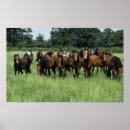 Search for thoroughbred posters Grass