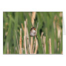 Search for marshes Marsh wren