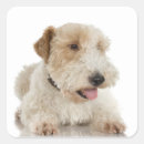 Search for wheaten terrier stickers Animal