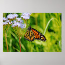 Recherche de papillon monarque art Nature