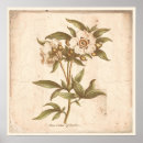 Recherche de gravure vintage posters Botanique