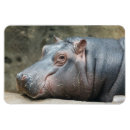 Recherche de hippopotame magnets Animaux