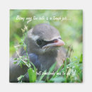 Recherche de oiseaux magnets Faune