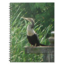 Search for anhinga Wild
