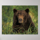 Search for ursus arctos posters Wildlife
