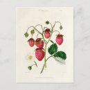 Search for watt postcards Collection