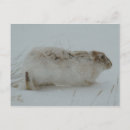 Search for snowshoes postcards Rabbit