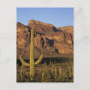 Search for arid vertical postcards Arizona