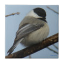 Search for cap tiles Chickadees