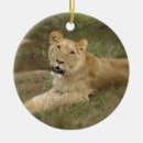 Search for lioness ornaments lions