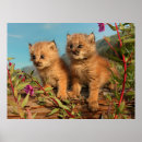 Recherche de canada lynx posters Alaska