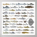 Search for freshwater fish posters Catfish
