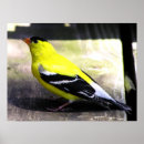Recherche de finches posters Nature