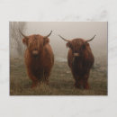 Search for horned postcards Highland