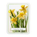 Search for spring daffodils magnets Floral photography