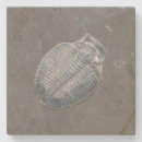 Search for fossil coasters Rocks
