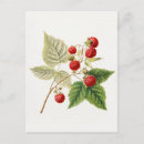 Recherche de framboise cartes postales Vintage