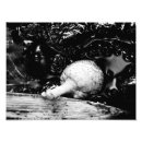 Search for wolf pictures posters Black