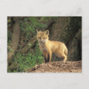 Recherche de terrier renard posters Ourson