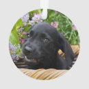Search for black lab puppy ornaments Cute