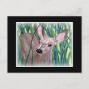 Search for mule deer postcards Fawn