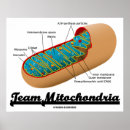 Recherche de mitochondrie posters Organelle