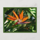 Search for birds paradise postcards Botanical