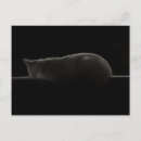 Search for cats sleeping postcards Cat lover