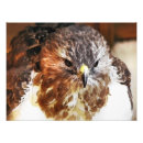 Recherche de rapaces posters Oiseaux