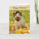 Search for kitten birthday cards Pets