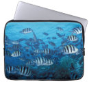 Search for school of fish electronics Sealife