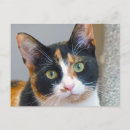 Recherche de bandit cartes postales Animal
