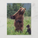 Search for danita delimont postcards Bear