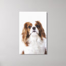 Search for looking front art Animal