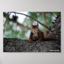 Recherche de eurasien posters Nature