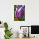 Recherche de tulipe violette posters Jardin