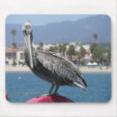Search for fowl electronics Birds