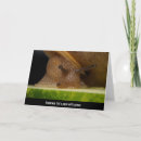 Search for snail cards Nature