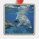 Search for bottlenosed dolphin ornaments Sea