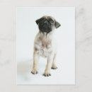 Recherche de chiots de carlin cartes postales Chien
