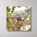 Search for koala canvas prints Adorable