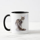 Recherche de chat de ragondin Félin