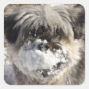 Search for funny nose stickers Pets