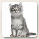 Search for curl coasters Cat