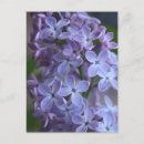 Search for lila postcards Floral