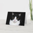 Search for black and white cat face cards Animal