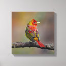 Recherche de écarlate impressions sur toile Oiseau