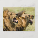 Recherche de vue de profil cartes postales Horizontal