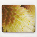 Search for torch Flower