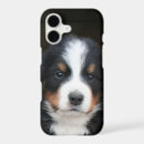 Search for bernese mountain dog puppy iphone cases Berner